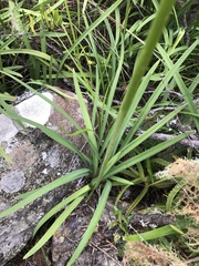 Agapanthus inapertus