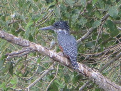 Megaceryle maxima maxima