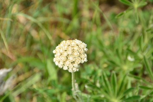 Image of Antennaria anaphaloides by no rights reserved
