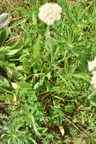 Image of Antennaria anaphaloides by no rights reserved