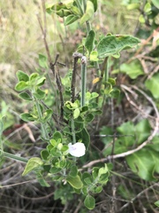 Justicia protracta protracta