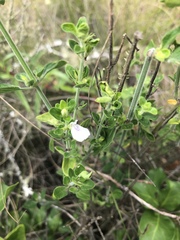 Justicia protracta protracta