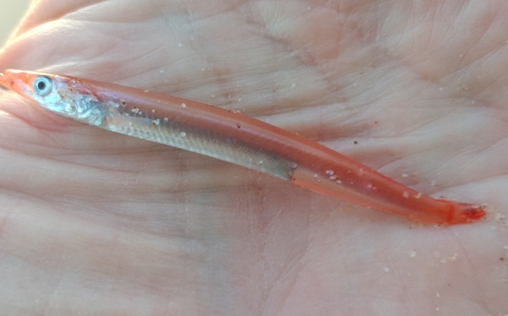 Wandering sand lance (Ammodytoides vagus) — Ammodytidae