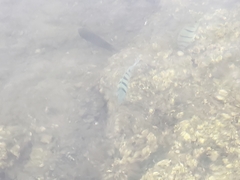 Abudefduf abdominalis