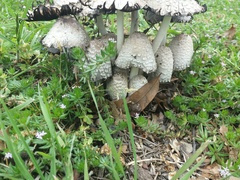 Coprinopsis strossmayeri