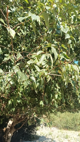 Celtis australis — photo 1