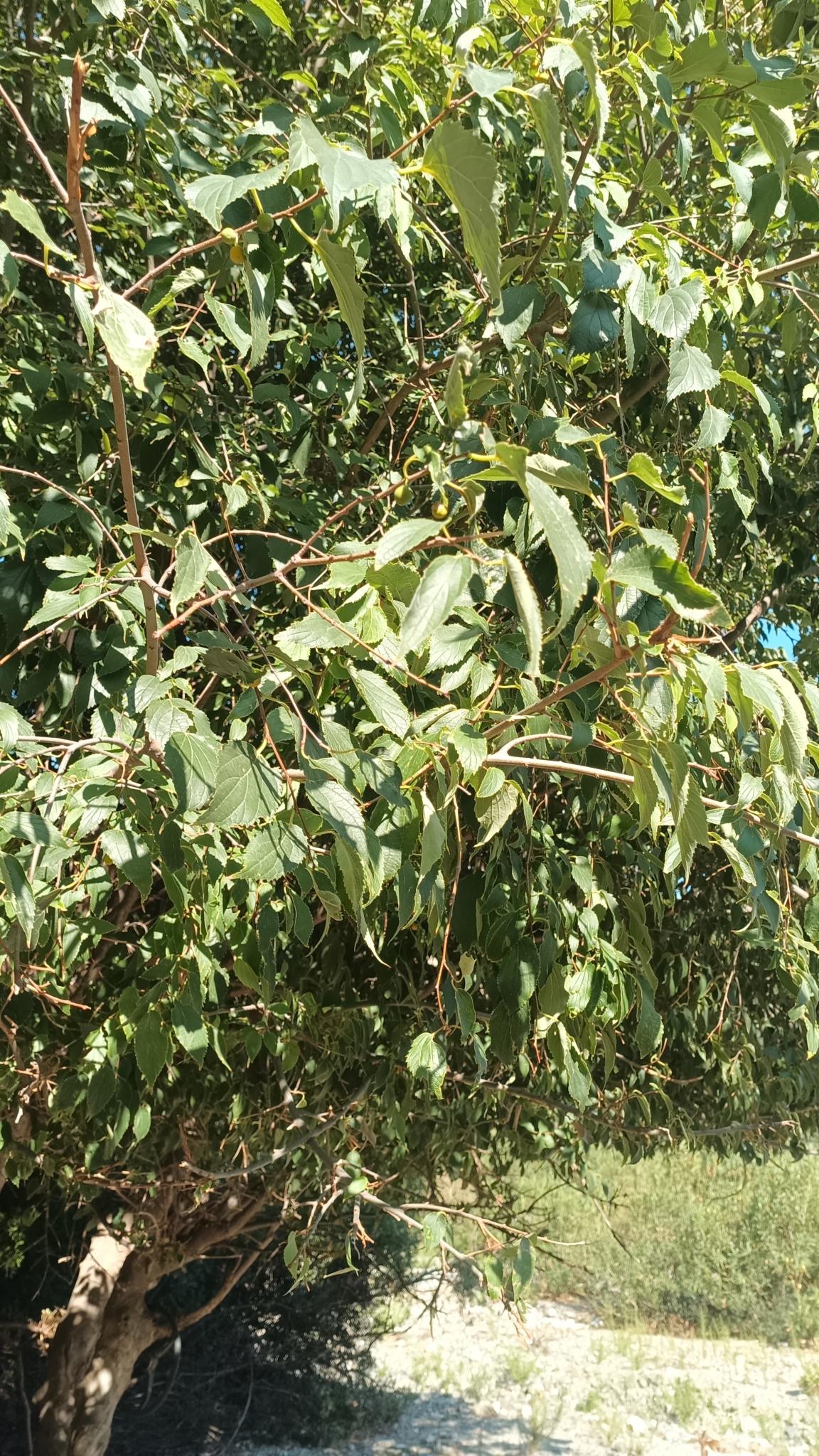 Celtis australis — photo 1