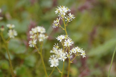 Micranthes nelsoniana aestivalis
