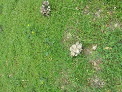 Coprinopsis strossmayeri