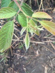 Phyllodium pulchellum