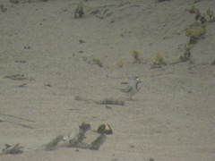 Sternula antillarum browni