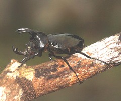Chalcosoma
