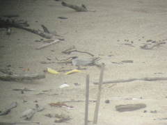 Sternula antillarum browni