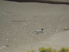 Sternula antillarum browni