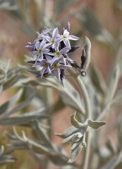 Amsonia tomentosa