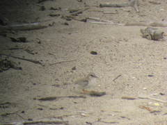 Sternula antillarum browni