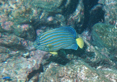 Blue-Striped Angelfish photo 3