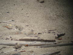 Sternula antillarum browni