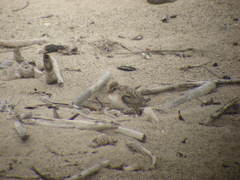 Sternula antillarum browni