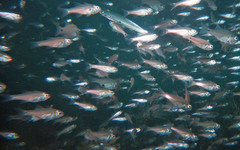 Atherinomorus lacunosus