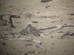 Sternula antillarum browni