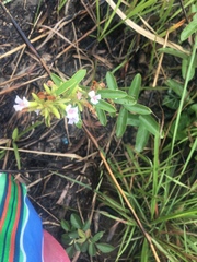 Helicteres angustifolia