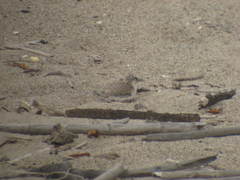 Sternula antillarum browni