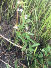 Helicteres angustifolia