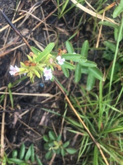 Helicteres angustifolia