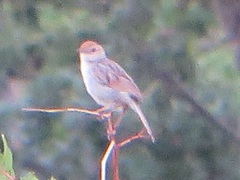 Cisticola lais