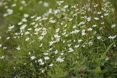 Stellaria peduncularis