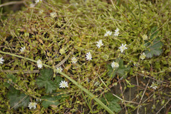 Stellaria humifusa