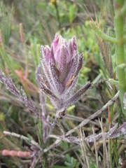 Chloropyron maritimum maritimum