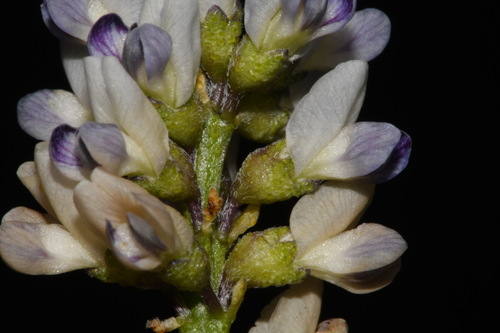 Image of Ladeania lanceolata by (c) Brian Finzel, some rights reserved (CC BY-SA)
