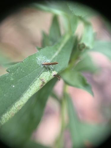 Goldenrod Leafminer (Cremastobombycia solidaginis) photo 3