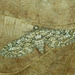 Eupithecia nanata - Photo (c) Michał Brzeziński,  זכויות יוצרים חלקיות (CC BY-NC), הועלה על ידי Michał Brzeziński