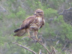 Buteo trizonatus