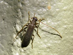 Sparedrus aspersus
