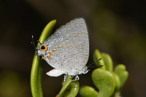 Sonoran Hairstreak