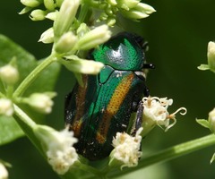 Glycyphana festiva
