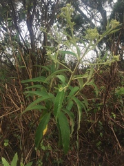 Blumea balsamifera