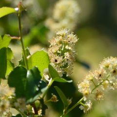 Prunus ilicifolia ilicifolia