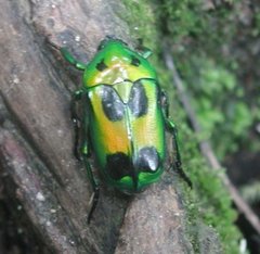 Heterorrhina sexmaculata