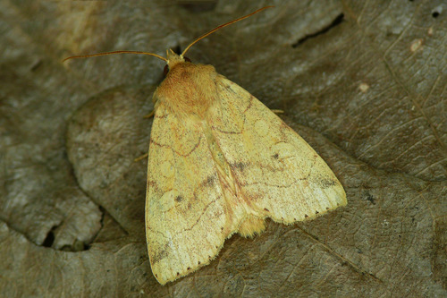 Subtribe Cosmiina · iNaturalist