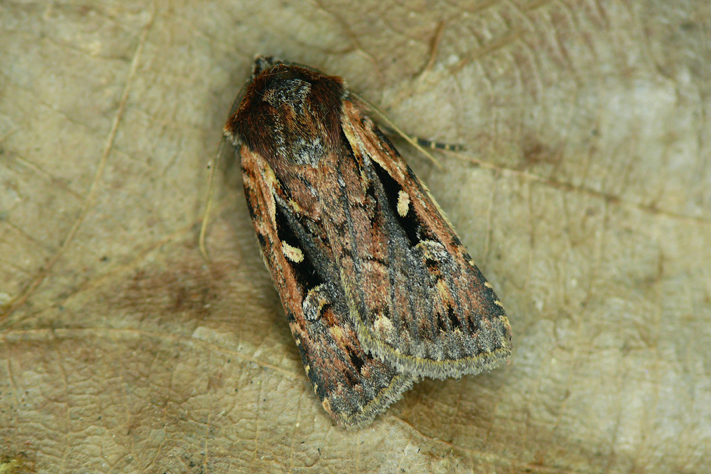 Heath Rustic