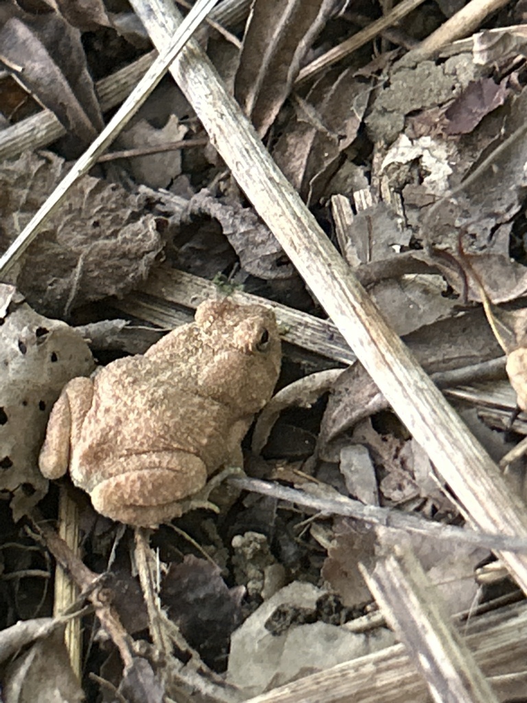 North American Toads from Haw River, Saxapahaw, NC, US on October 5 ...