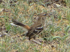 Cercotrichas leucophrys