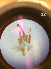 Erica verecunda