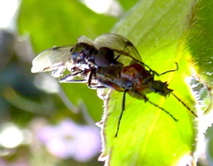 Dilophus strigilatus