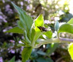 Dilophus strigilatus